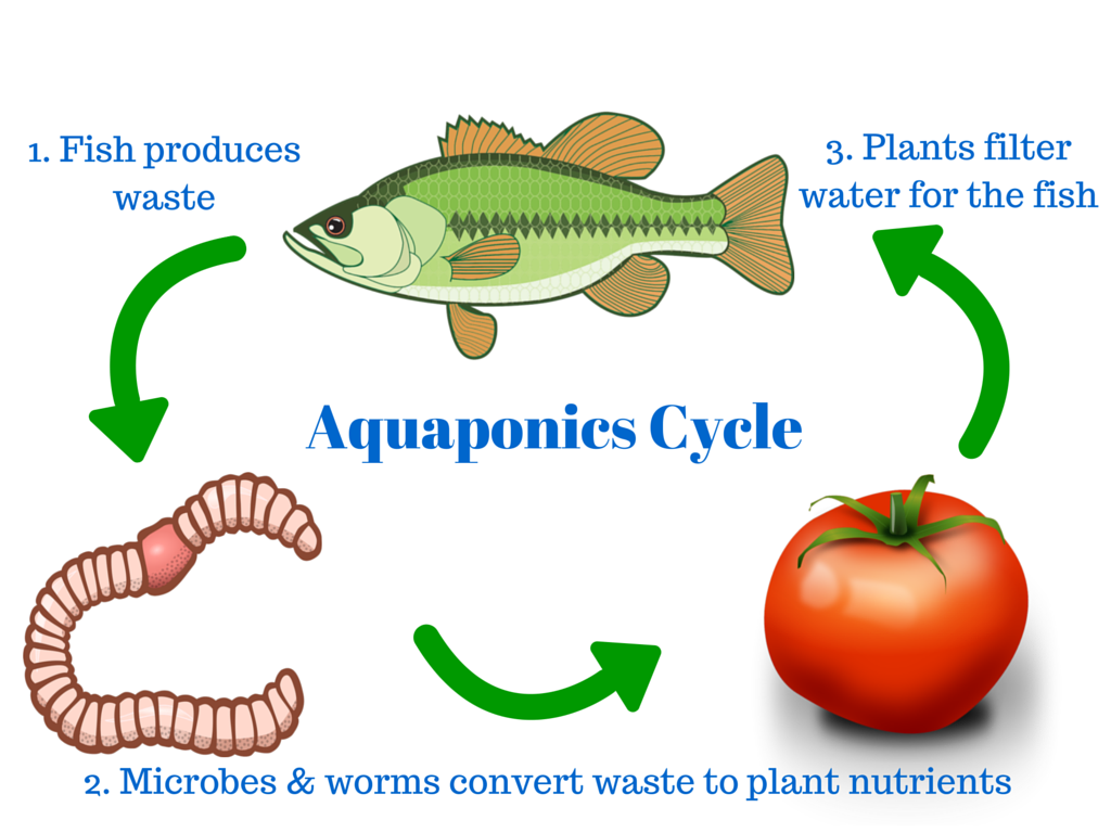 Aquaponics Cycle