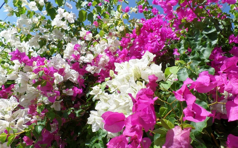 Bougainvillea