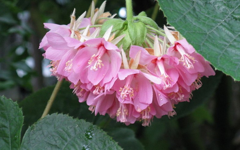 Dombeya Seminole: Tropical Rose