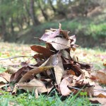 Dry leaves litter