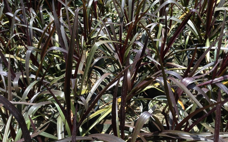 Dwarf Purple Crinum