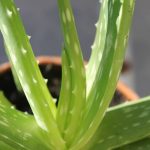 et-aloe-vera-2