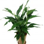 et-spathiphyllum