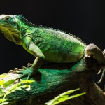 Iguana