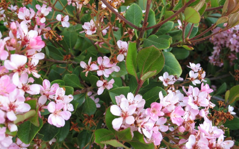 Rhaphiolepis Indica: Indian Hawthorn