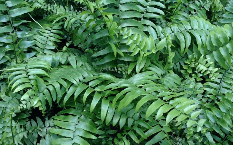 Nephrolepis Biserrata ‘Macho Fern’