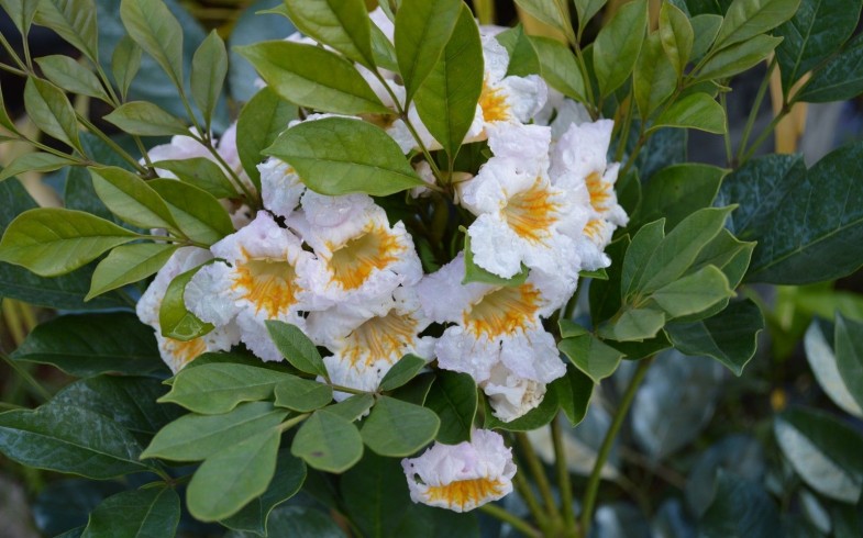 Radermachera Kunming: Jasmine Tree