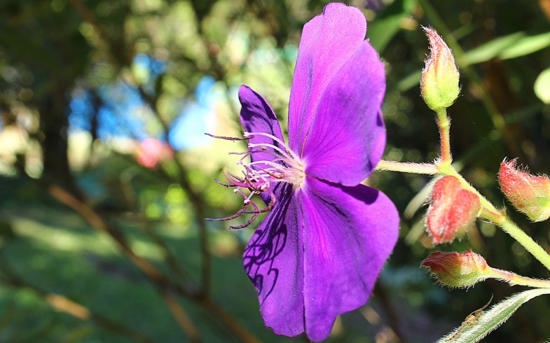 Tibouchina Granulosa