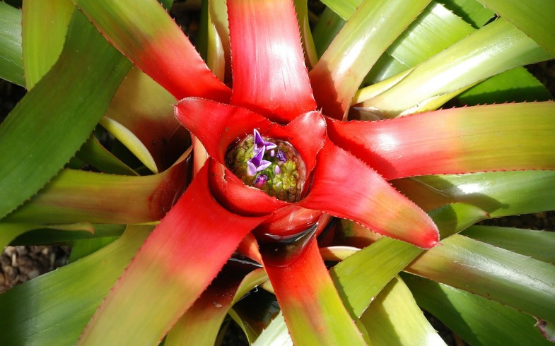 Sun Bromeliads