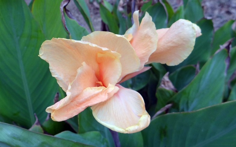 Canna Lily