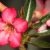 Adenium Obesum