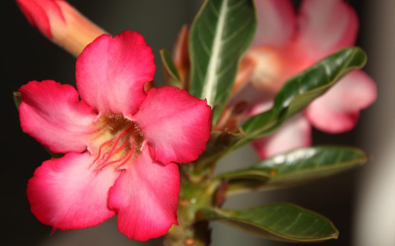 Adenium Obesum