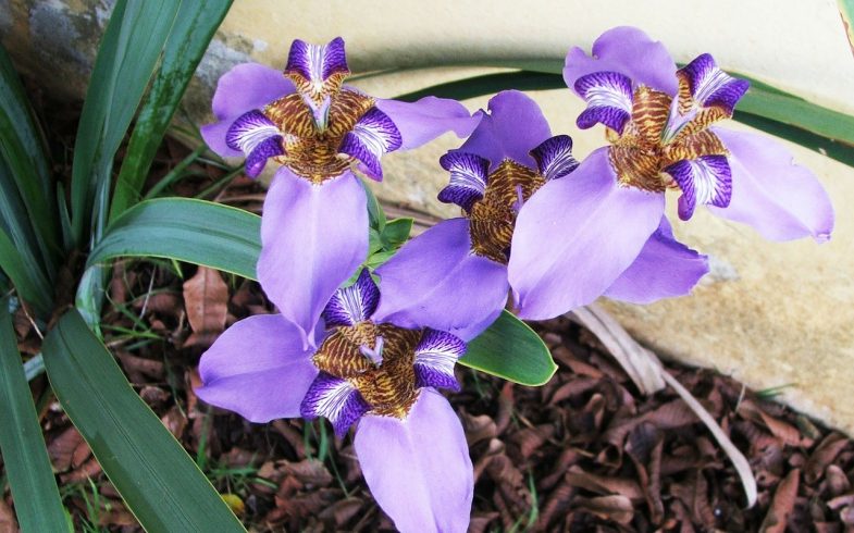 Iris Neomarica Regina