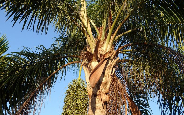 Foxtail Palm