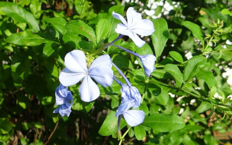 Plumbago Blue