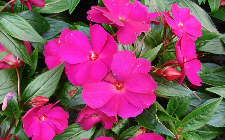 SunPatiens